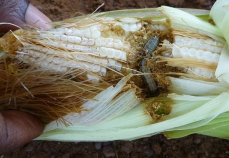 Millions are going hungry in southern Africa as armyworms and drought threaten crops