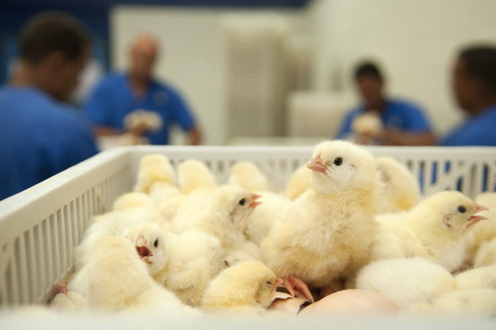 RSPCA chief recalls 'sea of yellow' as 1,000 chicks dumped in Lincolnshire field