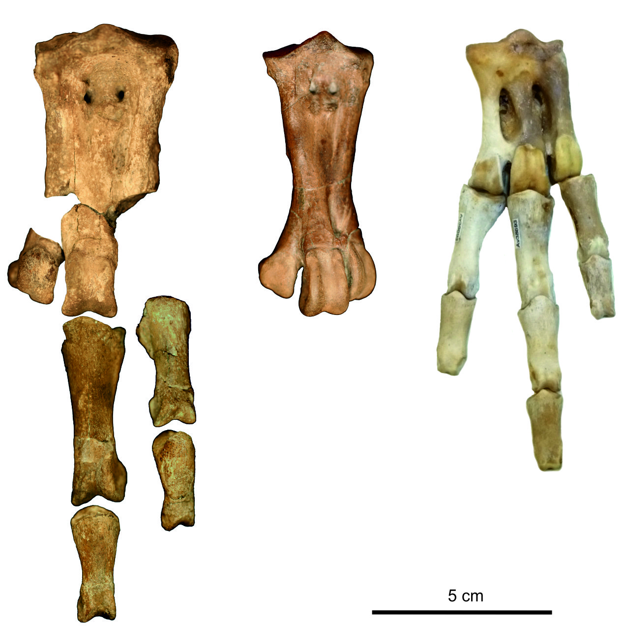 61-million-year-old Fossil Of Giant Penguin Indicates 'enormous ...