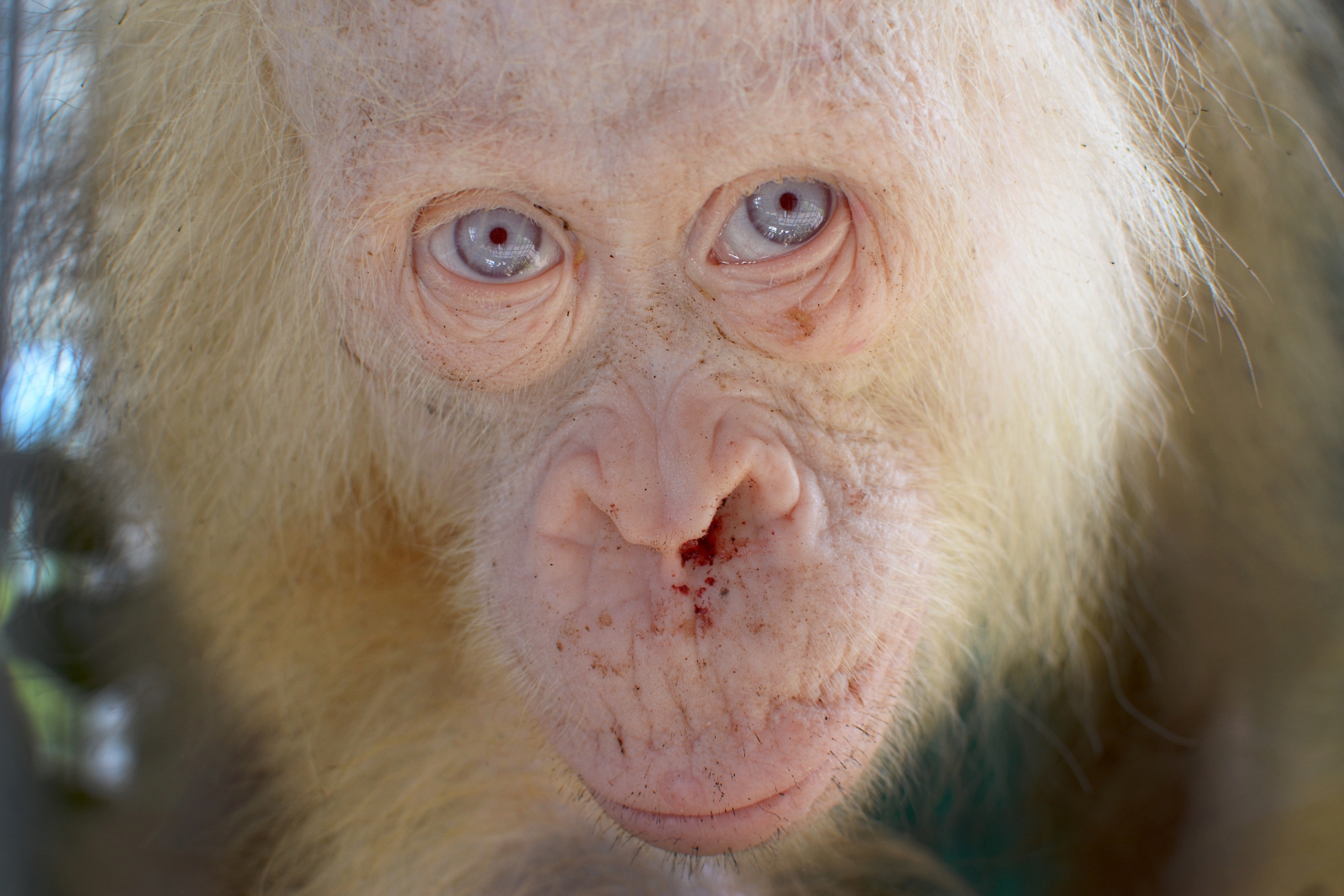 albino chimpanzee