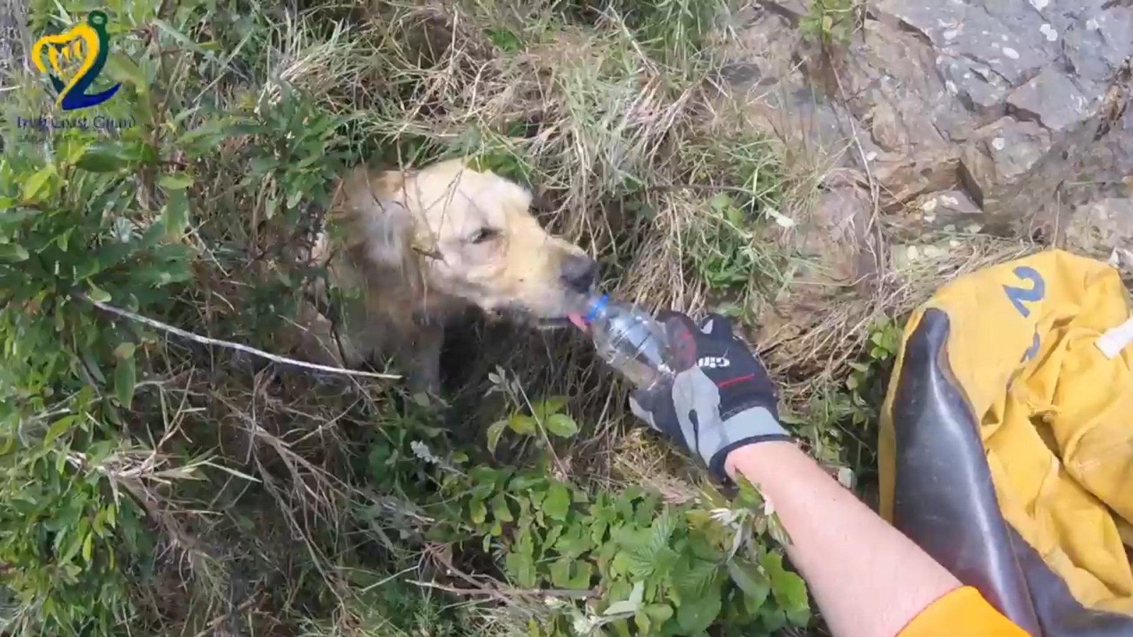Watch stranded dog get rescued after falling down 15ft cliff face