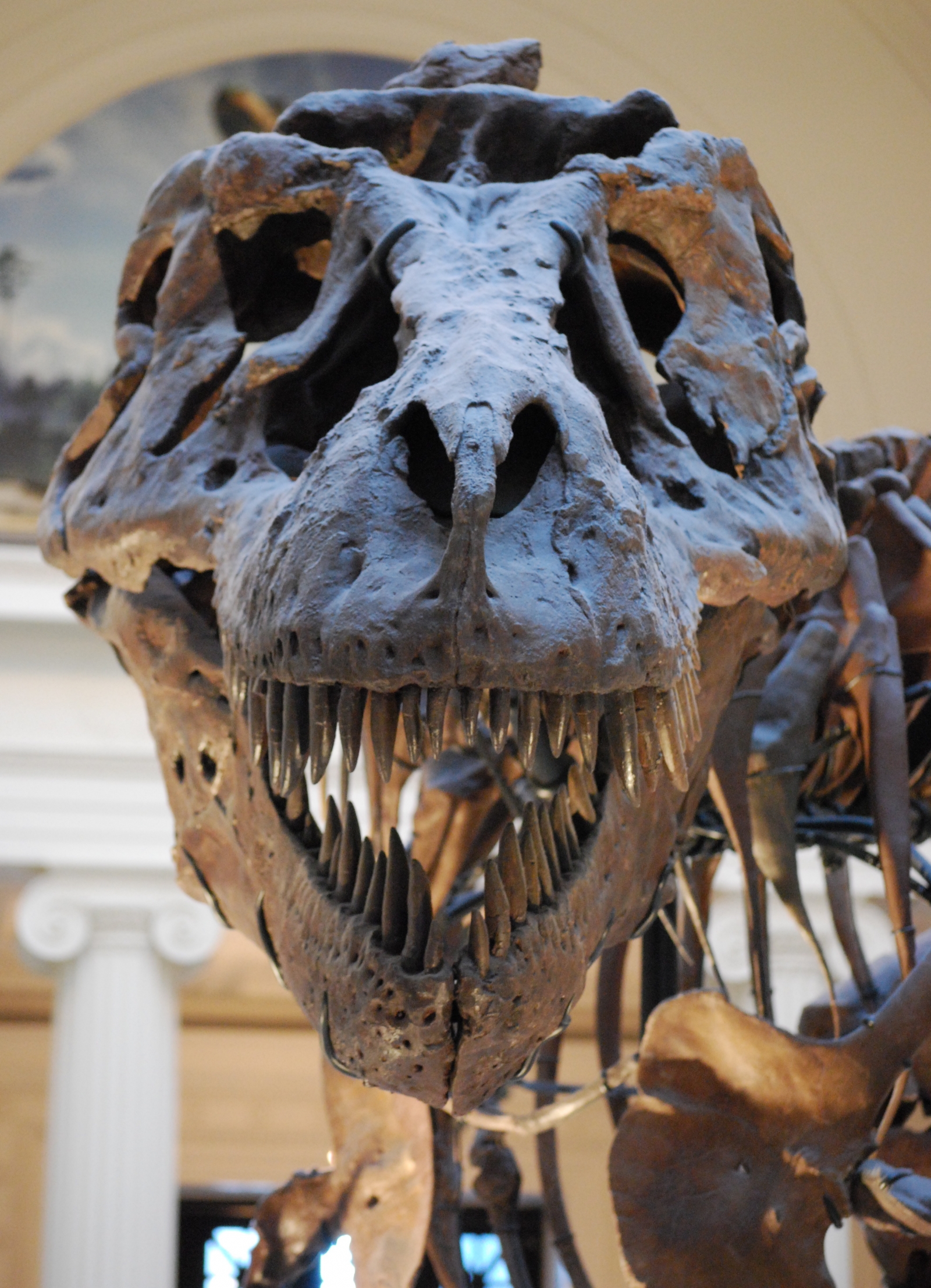 The largest T-rex skull ever found is full of holes and no one knows why