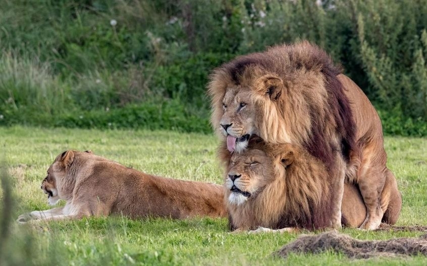 Gay Moment Photographer Captures Intimate Picture Of Two Male Lions At