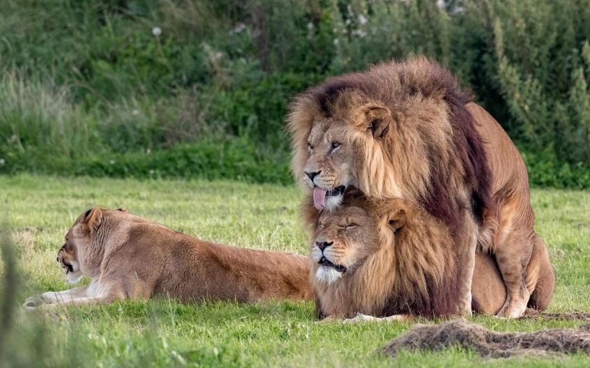 Gay moment? Photographer captures intimate picture of two male lions at