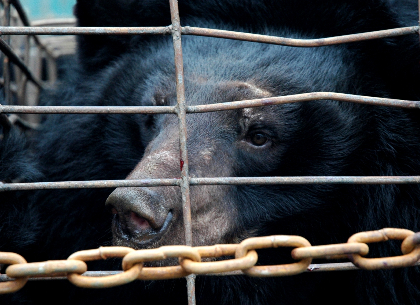 what-is-bear-bile-farming-rescue-animal-with-amputated-front-paws