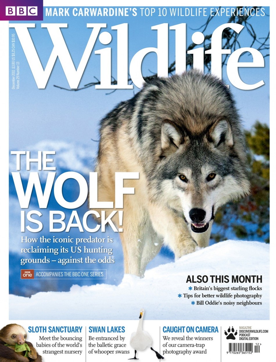 BBC Wildlife Magazine Camera-Trap Photo of the Year 2011: The Winners BBC Wildlife Magazine Camera-Trap Photo of the Year 2011: The Winners