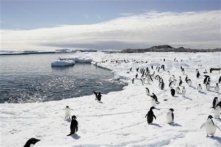 Penguins perish after giant iceberg traps colony