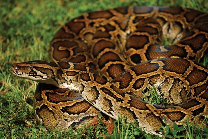 Invasive Burmese Python Poses Increasing Threat to Bird Species