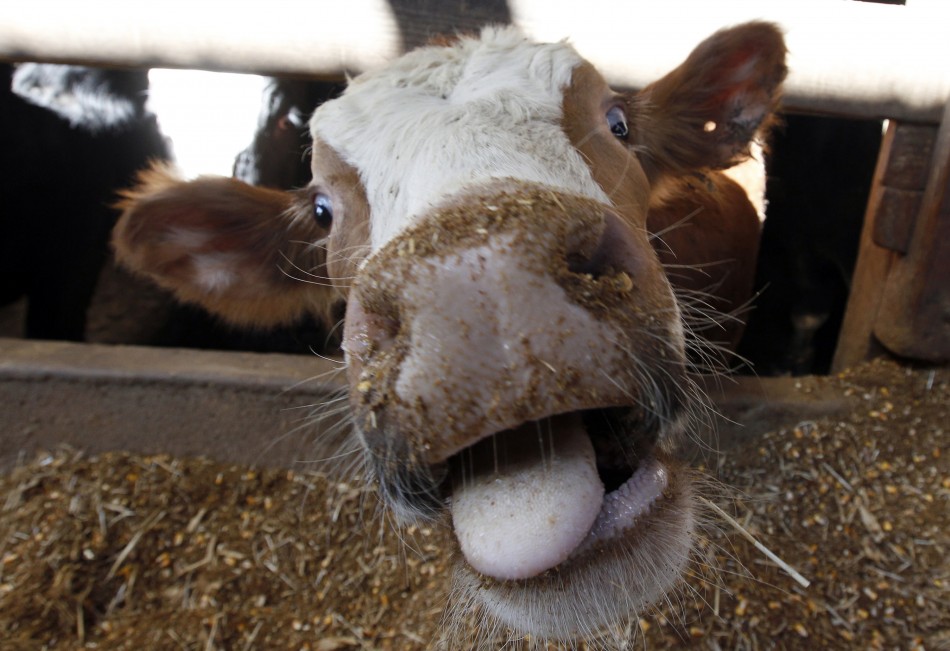 mad-cow-disease-discovered-at-dairy-farm-in-california