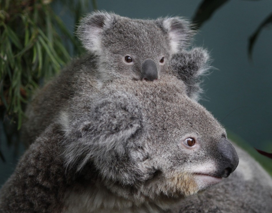 Koala Bear Listed as Threatened Species