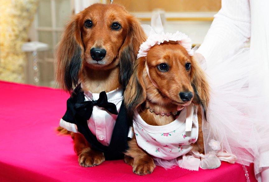 Cutest and Most Expensive Dog Wedding Ever Held in New York