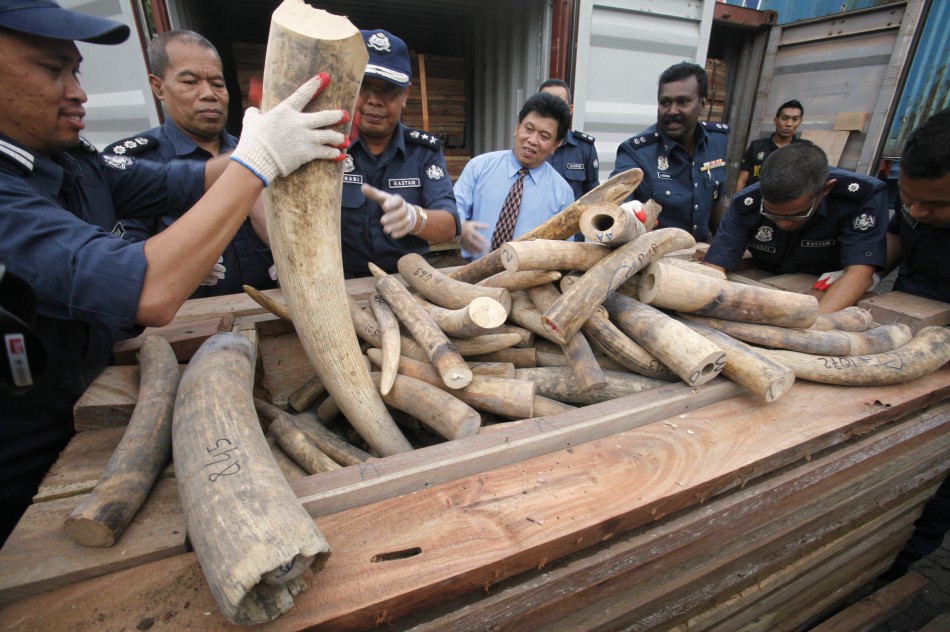 Mali Conflict Violence Endangers Elephants as Huge Ivory Haul