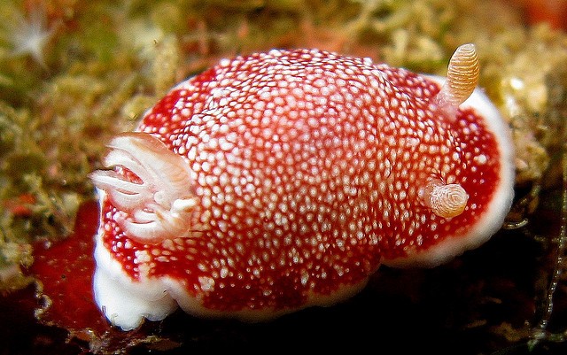 Sea Slug Penises Fall Off After Sex And Grow Back Next Day