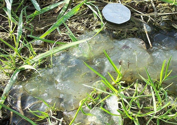 Does Somerset slime come from the stars? Does Somerset slime come from the stars?