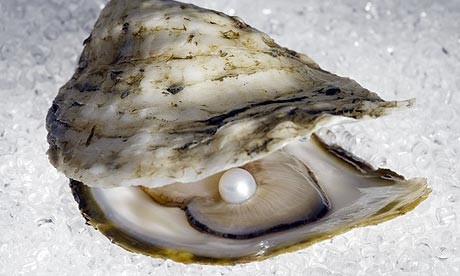 oyster spat definition