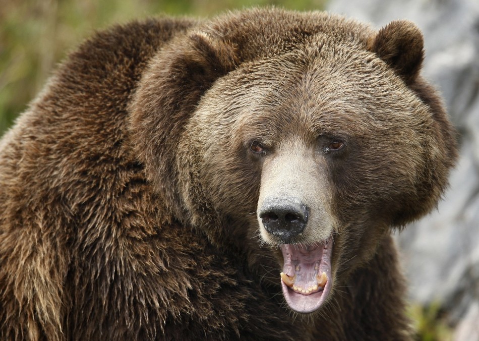 Bear attack Siberia