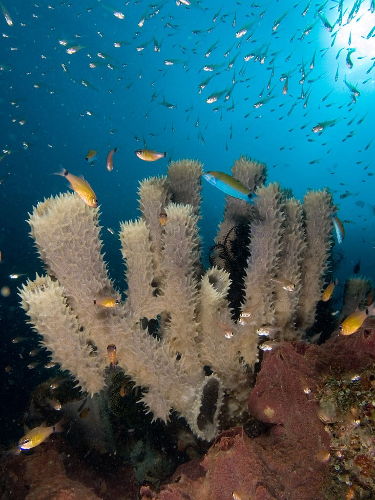 Great Barrier Reef could see coral cover go below tipping point due to