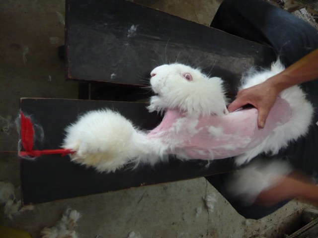 Angora Fur Trade: The Horrifying Rabbit Torture that Creates your