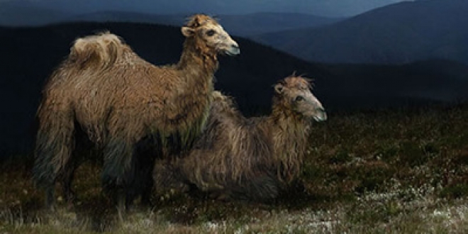 Scientists Say They Have Found Remains Of Ancient Arctic Camel