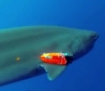 Shark with tracking device Hawaii
