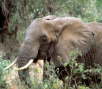 African elephant