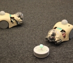 Cyber Rodents - robots programmed to have sex and forage for food