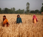 amroah wheat