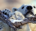 Animals of 2014 - Polar bear in Quebec Animals of 2014 - Polar bear in Quebec