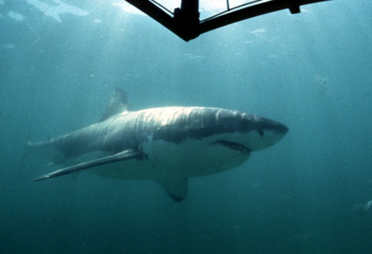 Scientists Points to Dwindling Shark Numbers in Great Barrier Reef