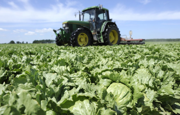 Lettuce are destroyed by a tractor in a field near Hamburg