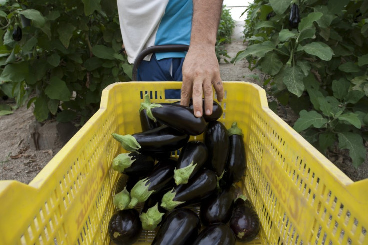 A deadly outbreak of E.coli centred in Germany and spreading across Europe is caused by a dangerous new strain, Chinese scientists who analyzed the bacteria said. The scientists said the outbreak, which has killed 17 and made more than 1,500 others ill in