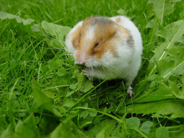 Smallest Hamster