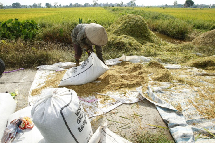 A farmer packs harvested rice into a sack near a paddy field in Ngoc Nu village, outside Hanoi June 10, 2011.