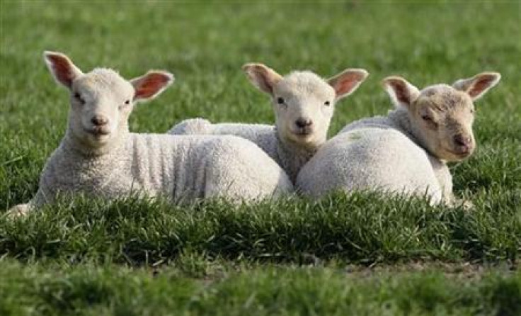 Triplet lambs bask in the sun