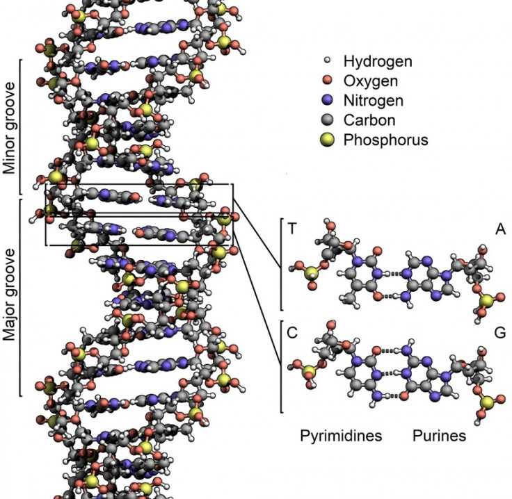 DNA