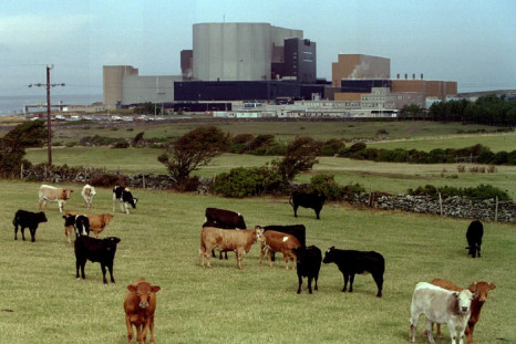 Cattle graze in front of British Nuclear Electric's Wylfa Magnox plant in Anglesey, Wales, September..