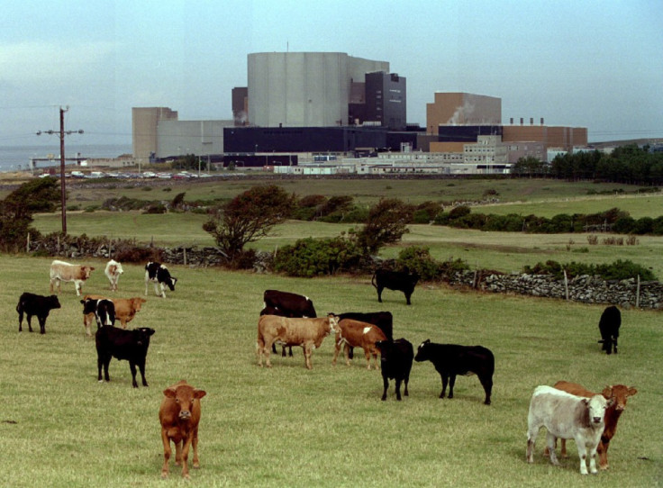 Cattle graze in front of British Nuclear Electric's Wylfa Magnox plant in Anglesey, Wales, September..