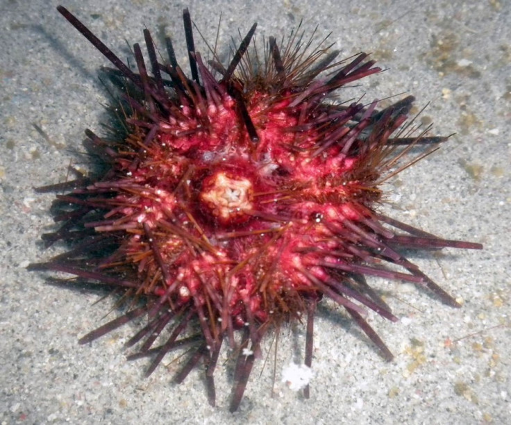 urchin