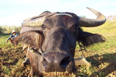A water buffalo in the Philippines