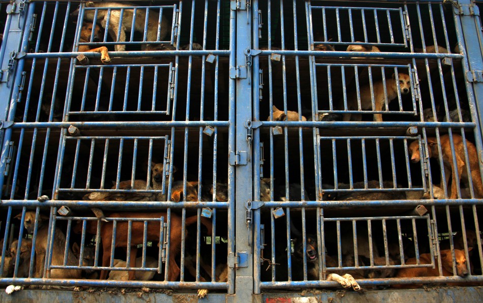 A truck carrying dogs can be seen travelling along a road on the outskirts of Beijing A truck carrying dogs can be seen travelling along a road on the outskirts of Beijing