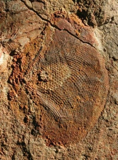 New Fossil Discovered