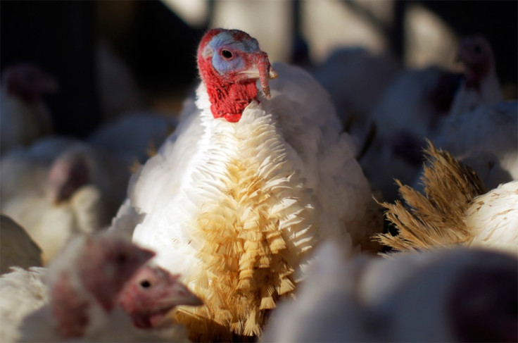 The national animal of U.S. could have been turkey The national animal of U.S. could have been turkey