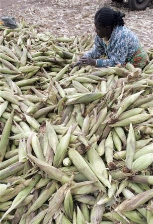 A woman sorts maize