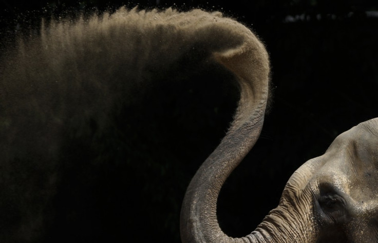 Asian elephant dries off with some sand in his enclosure at the zoo in Karlsruhe