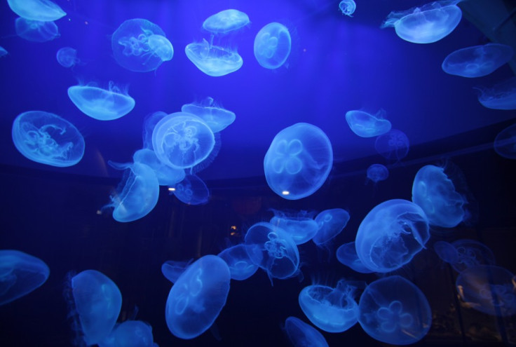 Jellyfish Invasion