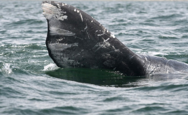 Part of a gray whale's tail is seen during a whale tour in the Laguna Ojo De Liebre
