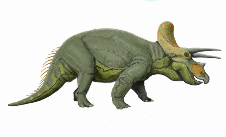 triceratops