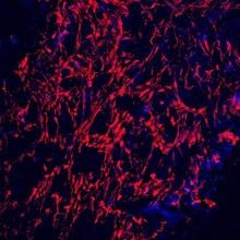 Scientist’s Discovery Could Completely Change Cell Research