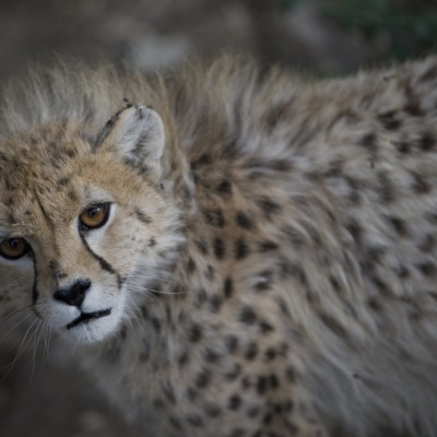 Two Cheetahs Mauled A Britain Women In South African Game Park