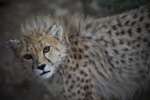 Two Cheetahs Mauled A Britain Women In South African Game Park